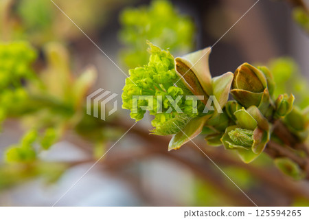 Norway Maple (Acer platanoides). Budding on a maple tree. Macro. Early spring and the appearance of new leave on the trees. 125594265
