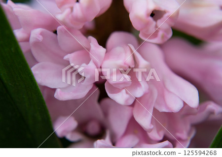 Pink hyacinths in macro. Bokeh background with sharp pink petals on spring flowers. Pink hyacinths in macro. Bokeh background with sharp pink petals on spring flowers. 125594268