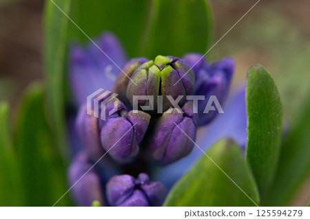 Unopened purple hyacinth bud surrounded by green leaves, moody macro composition. 125594279