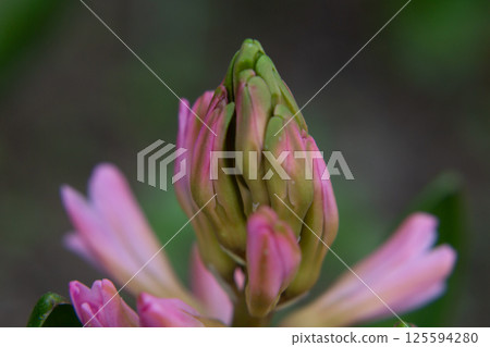 A pink hyacinth with intricate petals blooms modestly among rich green leaves A pink hyacinth with intricate petals blooms modestly among rich green leaves 125594280