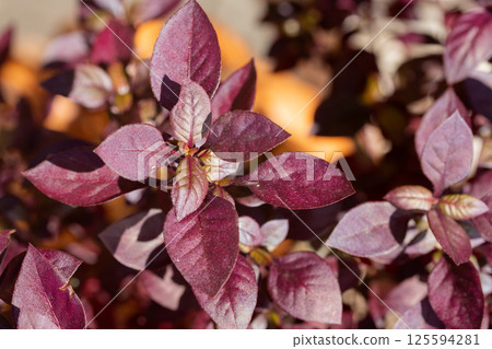 Alternanthera Purple Prince is an ornamental plant with red leaves, this plant is usually planted on roadsides. Alternanthera Purple Prince is an ornamental plant with red leaves, this plant is usually planted on roadsides. 125594281