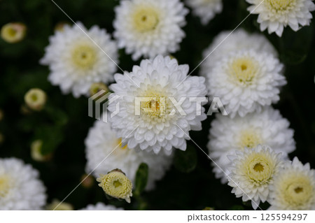chrysanthemum multiflora Brandove White on flower bed close up chrysanthemum multiflora Brandove White on flower bed close up 125594297
