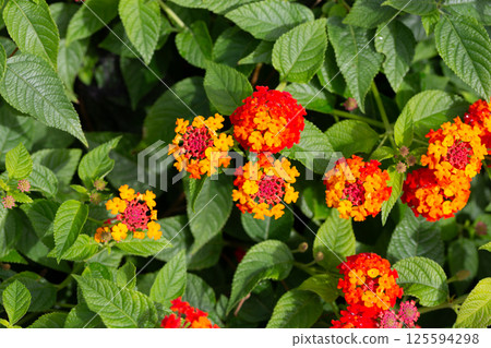 Lantana camara red orange (common lantana) flowers close-up Lantana camara red orange (common lantana) flowers close-up 125594298