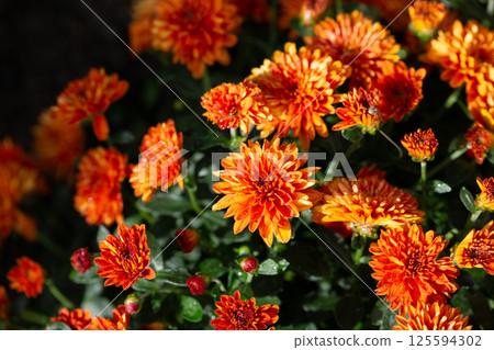 Chrysanthemum multiflora Conaco Orange on a green background close up Chrysanthemum multiflora Conaco Orange on a green background close up 125594302