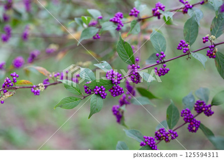Beautiful Callicarpa bodinieri, or Bodinier's beautyberry, is a species of flowering plant in the genus Callicarpa of the family Lamiaceae. Close up. Beautiful Callicarpa bodinieri, or Bodinier's beautyberry, is a species of flowering plant in the genus Callicarpa of the family Lamiaceae. Close up. 125594311