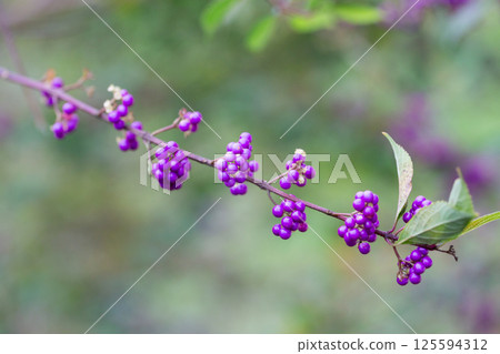 Beautiful Callicarpa bodinieri, or Bodinier's beautyberry, is a species of flowering plant in the genus Callicarpa of the family Lamiaceae. Close up. Beautiful Callicarpa bodinieri, or Bodinier's beautyberry, is a species of flowering plant in the genus Callicarpa of the family Lamiaceae. Close up. 125594312