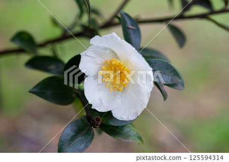 Autumn flowering camellia sasankwa close-up. An evergreen flowering shrub in the garden is a selective focus. 125594314