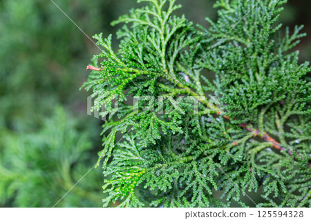 Close-up of the green branches of Chamaecyparis obtusa, selective focus. 125594328