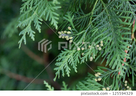 Thuja occidentalis close-up. Green thuja tree branches, background. Thuja occidentalis close-up. Green thuja tree branches, background. 125594329