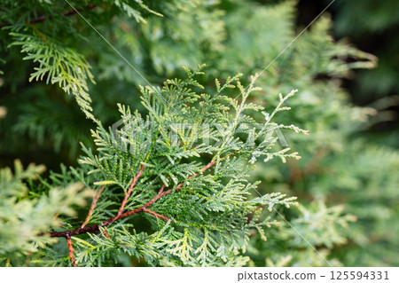 Thuja occidentalis close-up. Green thuja tree branches, background. 125594331