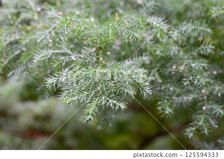 Chamaecyparis pisifera in the park close-up. Chamaecyparis pisifera in the park close-up. 125594333