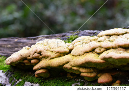 Laetiporus Sulphureus Bracket Fungus growing on a tree in springtime Laetiporus Sulphureus Bracket Fungus growing on a tree in springtime 125594337