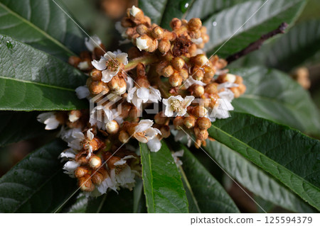 Close-up Blooming Japanese medlar (Eriobotrya Japonica) on blurred background. Selective focus. 125594379