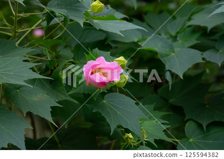 bright large pink flowers of Hibiscus mutabilis, in the garden, also known as the Confederate rose, Dixie rosemallow, cotton rose or cotton rosemallow. Summer background. bright large pink flowers of Hibiscus mutabilis, in the garden, also known as the Confederate rose, Dixie rosemallow, cotton rose or cotton rosemallow. Summer background. 125594382