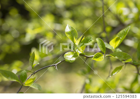 Spring leaves - fresh young spring leaves 125594383