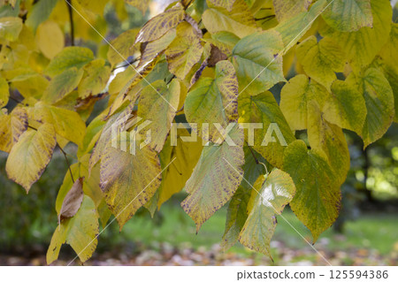 Close-up of a yellowed autumn linden leaf, still green in color, with a twig in its natural environment against the background of other yellow leaves. Close-up of a yellowed autumn linden leaf, still green in color, with a twig in its natural environment against the background of other yellow leaves. 125594386