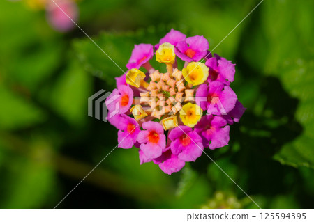 Lantana camara (common lantana) flowers close-up 125594395