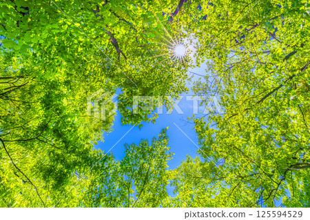 Yokohama cityscape in Japan. The season of fresh greenery. Sunlight filtering through the trees. Image of greenery. April 27th. 125594529