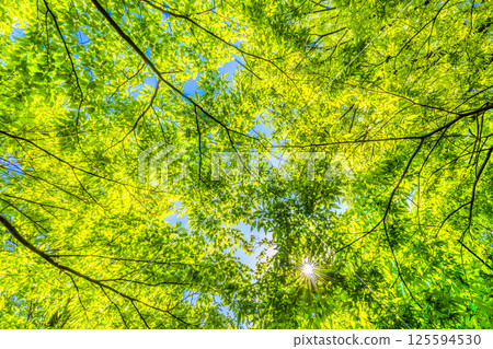 Yokohama cityscape in Japan. The season of fresh greenery. Sunlight filtering through the trees. Image of greenery. April 27th. 125594530