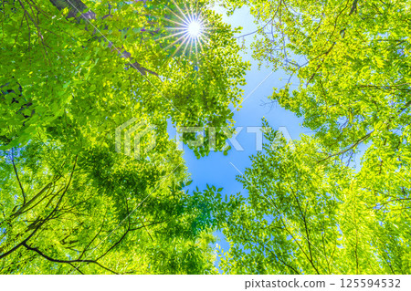 Yokohama cityscape in Japan. The season of fresh greenery. Sunlight filtering through the trees. Image of greenery. April 27th. Yokohama cityscape in Japan. The season of fresh greenery. Sunlight filtering through the trees. Image of greenery. April 27th. 125594532