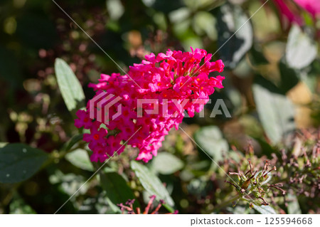Beautiful purple flowers Buddleja davidii, close-up. summer lilac, butterfly-bush. 125594668