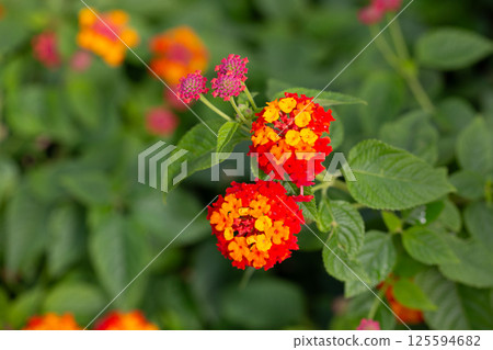 Lantana camara red orange (common lantana) flowers close-up 125594682