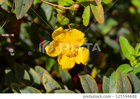 Yellow Hypericum Hidcote (St. John s Wort). A summer background of a large yellow flower on a green bush. Yellow Hypericum Hidcote (St. John s Wort). A summer background of a large yellow flower on a green bush. 125594688