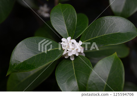 Osmanthus fragrans macro. Small white flowers on a branch in the garden selective focus. The fragrance of osmanthus flowers is used in perfumery. 125594706