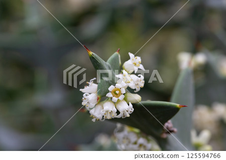 Colletia cruciform (Cruciata gillies and hook) macro. a shrub with linear leaflets and lateral shoots arranged in a criss-cross pattern. 125594766