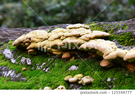 Laetiporus Sulphureus Bracket Fungus growing on a tree in springtime 125594777