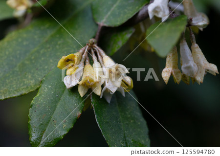 Elaeagnus pungens is a shade-tolerant, drought-tolerant plant. It is used in decorative and garden construction. Small white flowers Elaeagnus pungens is a shade-tolerant, drought-tolerant plant. It is used in decorative and garden construction. Small white flowers 125594780