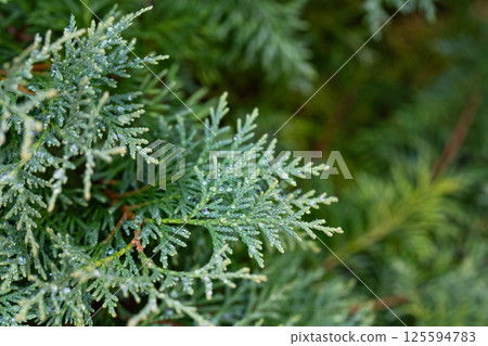 Thuja occidentalis close-up. Green thuja tree branches, background. 125594783