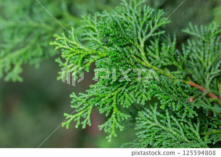 Close-up of the green branches of Chamaecyparis obtusa, selective focus. 125594808