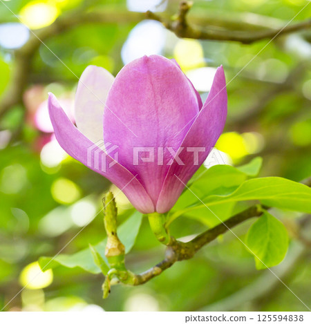 blooming of Pink flowers of Chinese magnolia or saucer, Magnolia x soulangeana, early spring, natural floral pink background, selective focus. blooming of Pink flowers of Chinese magnolia or saucer, Magnolia x soulangeana, early spring, natural floral pink background, selective focus. 125594838