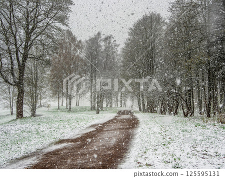 Empty alley in a spring park during a sudden snowfall 125595131