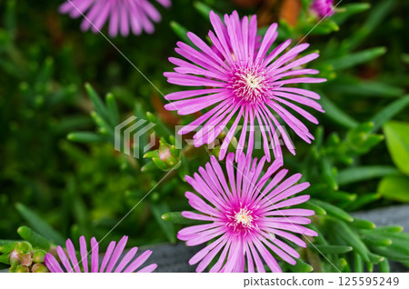 可愛的雛菊花 125595249