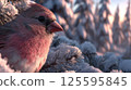 Northern cardinal close-up against the background of a winter snow-covered forest 125595845
