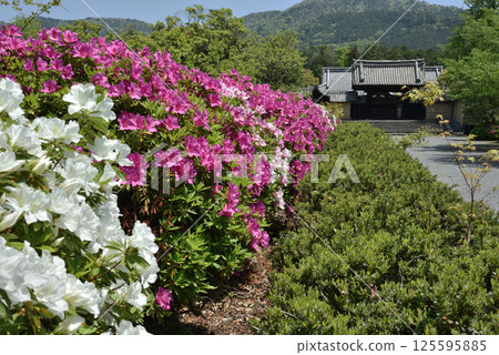 Spring at Zuishin-in Temple: Azaleas and the Yakuimon Gate (Yamashina Ward, Kyoto City) 125595885