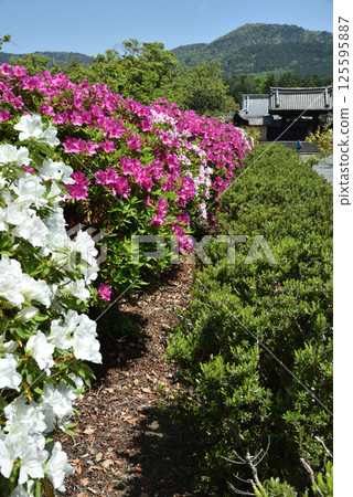 Spring at Zuishin-in Temple: Azaleas and the Yakuimon Gate (Yamashina Ward, Kyoto City) 125595887