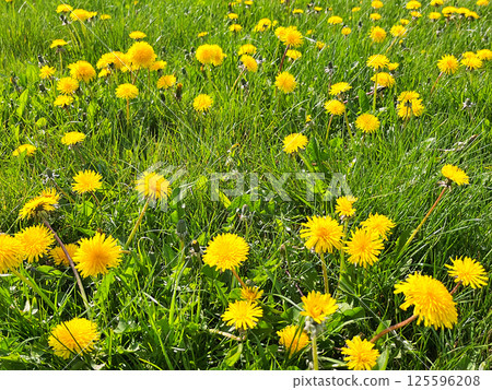 Dandelion in the garden 125596208