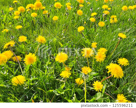 Dandelion in the garden 125596211