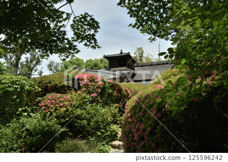 Shisendo in Spring: Azalea Garden (Sakyo Ward, Kyoto City) 125596242