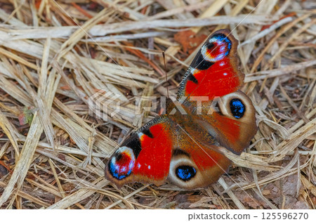 Close-up peacock butterfly, close-up colorful butterfly, Aglais io on the ground Close-up peacock butterfly, close-up colorful butterfly, Aglais io on the ground 125596270