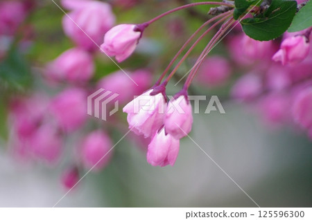 花卉圖像（淺粉紅色、粉紅色、桃色） 125596300