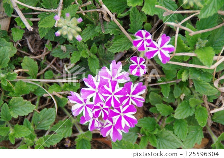 花卉圖像（淺粉紅色、粉紅色、桃色） 125596304