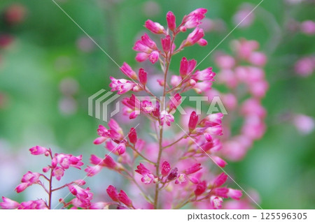 花卉圖像（淺粉紅色、粉紅色、桃色） 125596305