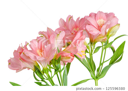 pink alstroemeria flower, Lily of the Incas, in vase on isolated white background pink alstroemeria flower, Lily of the Incas, in vase on isolated white background 125596380
