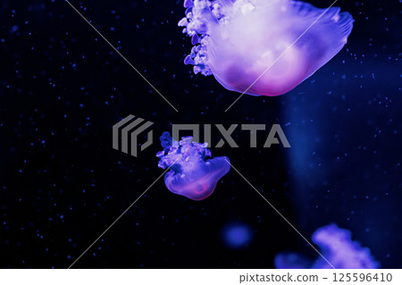 underwater photography jellyfish Cotylorhiza tuberculata, Mediterranean jellyfish 125596410