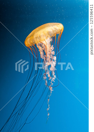 underwater photography jellyfish Chrysaora fuscescens, Pacific sea nettle, West Coast sea nettle 125596411