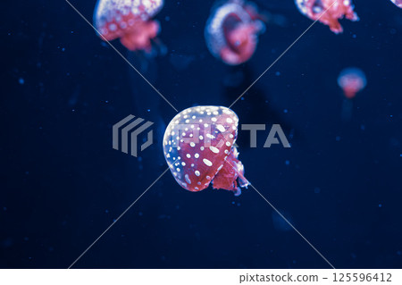 underwater photography jellyfish mastigias papua, spotted jelly, lagoon jelly, golden medusa 125596412
